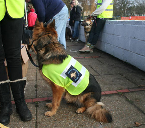 german shepherds at the fundraise