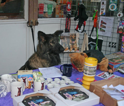 german shepherd manning the stand