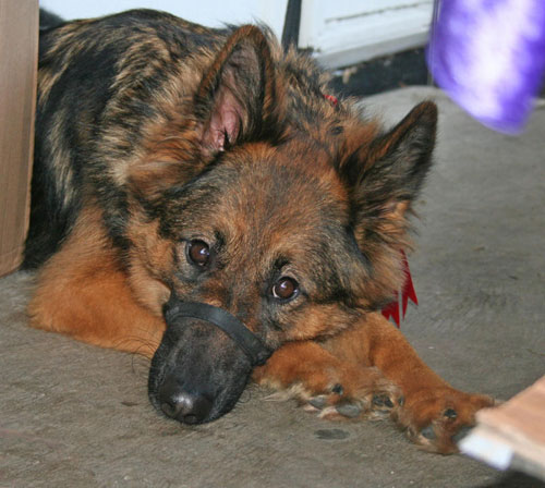 tired german shepherd