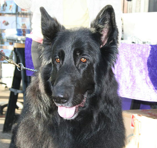 black german shepherd