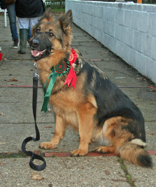 Team GSDR at the Potters Bar Festive Fundraising event