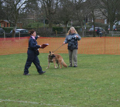 judging the dogs in the ring