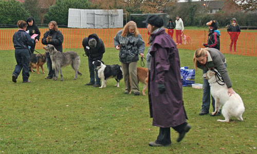 dogs lining up to be judged