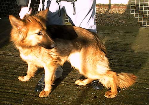 pound boy long coat