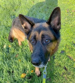 Homeless Prince GSD needs a new home