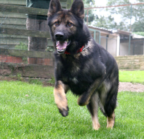 prince gsd