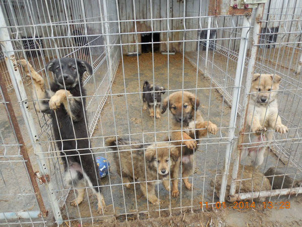 puppies born into rescue