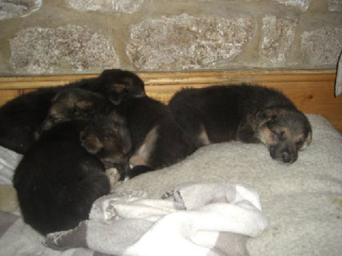 gsd collie cross puppies