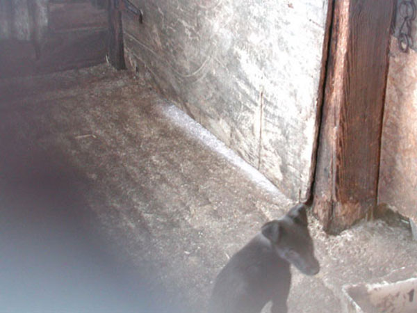 puppies kept in freezing cold sheds