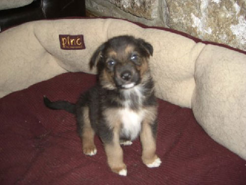 puppy posing for the camera