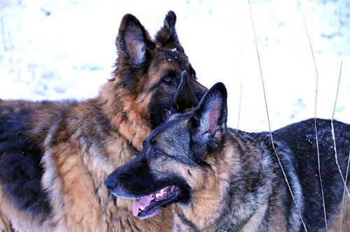 monty and jazz now over the Rainbow Bridge