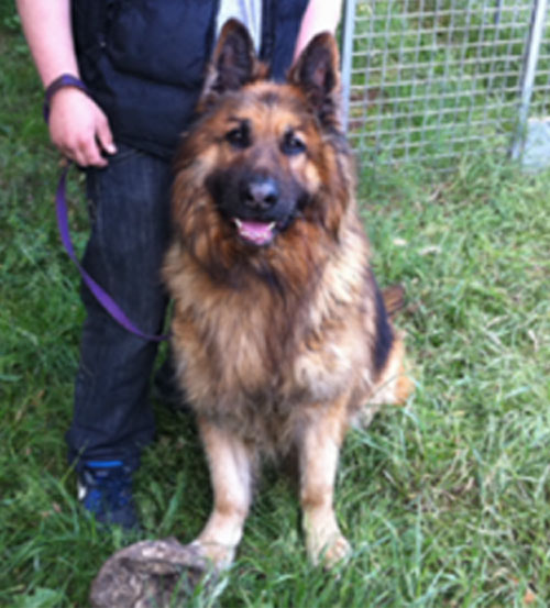 rebel gsd needs a home