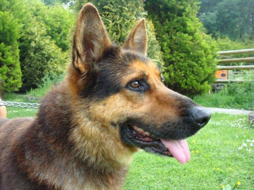 red older gsd