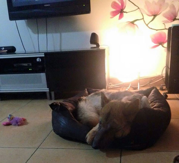 Rex enjoying a snooze in his basket