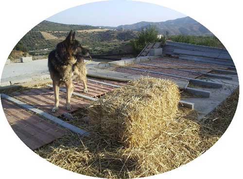 ricki looking over the mountains