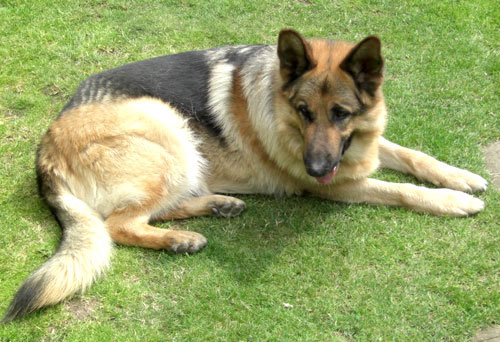 rio gsd