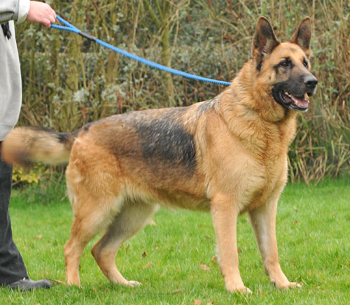 robbie gsd