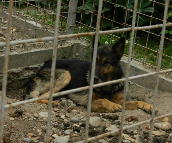 this poor german shepherd died before we could get him to the UK