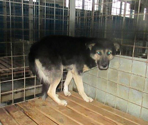 terrified romanian german shepherd in a kill shelter