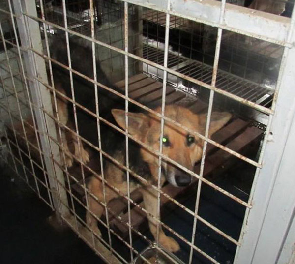 romanian german shepherd in a horrible kill shelter