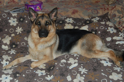 ex police german shepherds sale uk