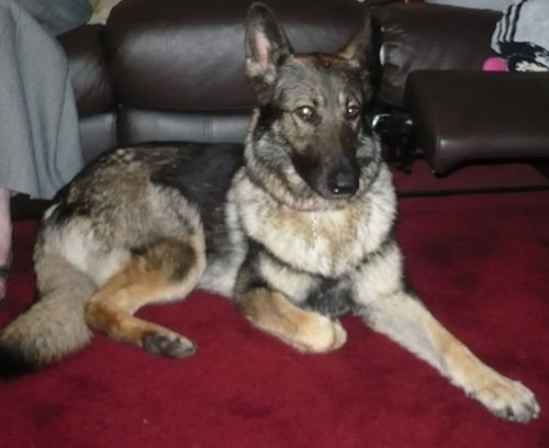 rosie sable coat gsd