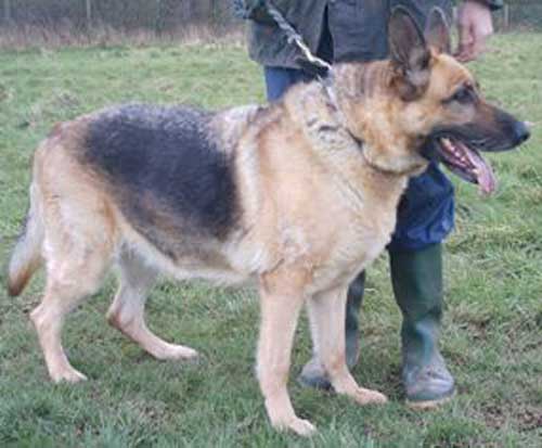 rosie the ten year old gsd