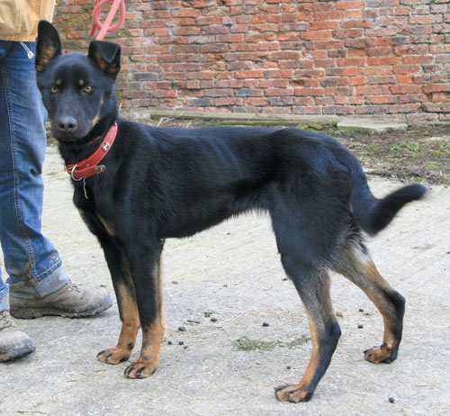 roxy gsd cross