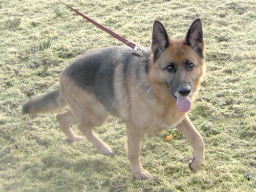 roxy gsd