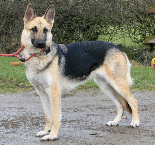 roxy gsd