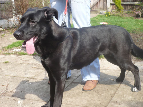 ruby labrador gsd cross