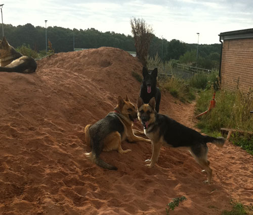 ruby the abandoned gsd and her new friends