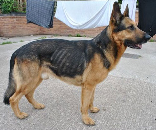 sabre very thin gsd