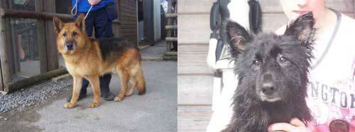 sabre and sally the gsd's that have had an awful life