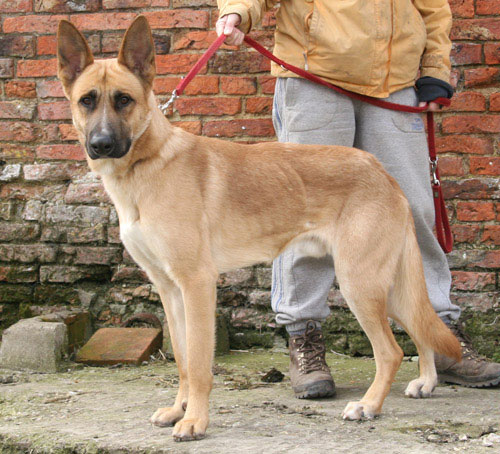 sabre gsd