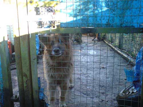 cd the gsd kept in appalling conditions