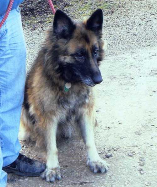 sally the gsd abandoned by a callous owner