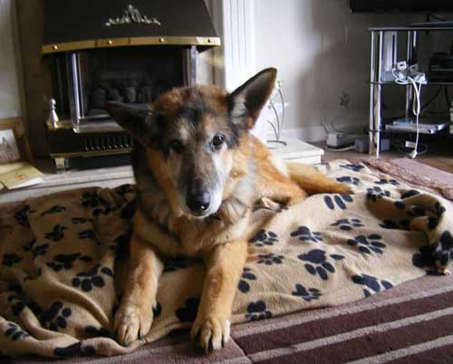 sam on his new bed