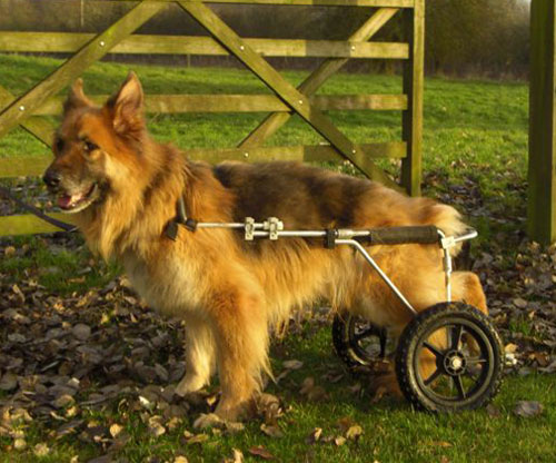 sam the gsd won wheels