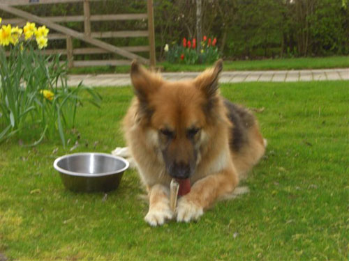 sam enjoying his chewy stick in the garden