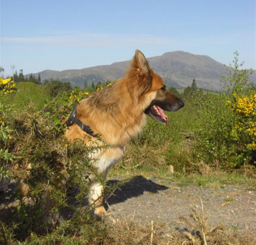 sam enjoying a walk in the countryside