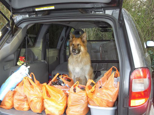 sam the gsd likes shopping with his mum