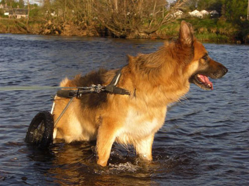 sam in his wheels having a paddle