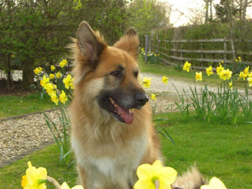 sam in the garden