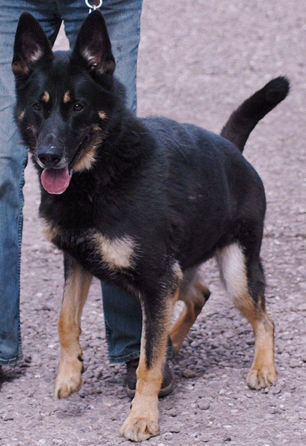sam gsd in kennels over a year a year