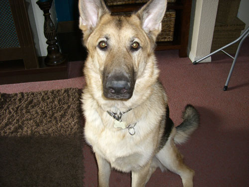 samson gsd