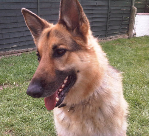 sasha gsd