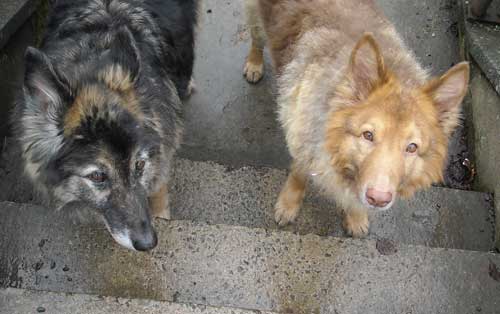 sasha and spike the gsd's