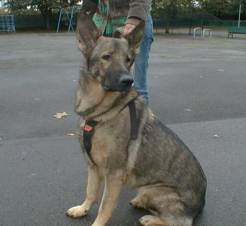 sasha lovely sable coated gsd