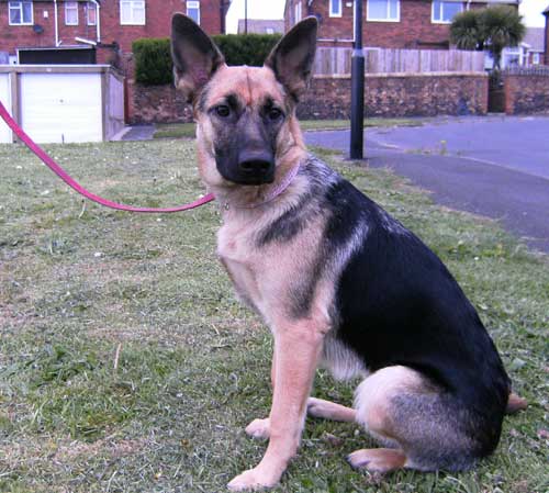 saskia young gsd girl